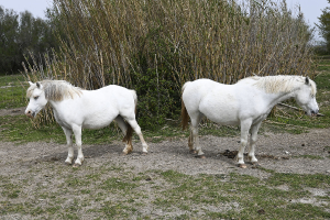 Camarguais_1