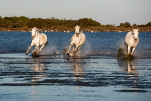 Camarguais au galop_1