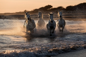 Camarguais au soleil couchant_1