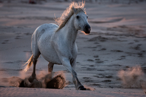 Camarguais en liberté_1