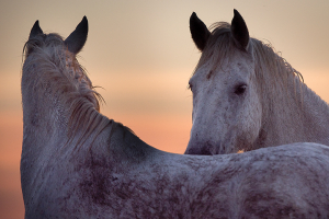 Camarguais en liberté_1