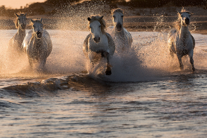 Camarguais en liberté_1