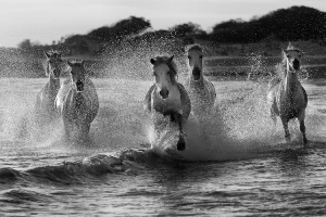 Camarguais en mer