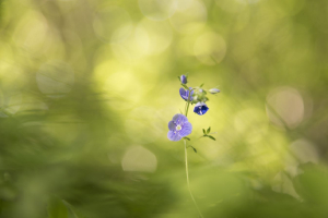 Je te compterai fleurette