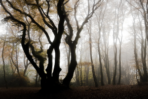Brume sur Bibracte 01
