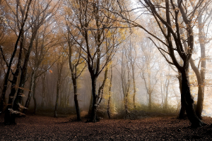 Brume sur Bibracte 02