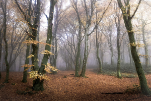 Brume sur Bibracte 04