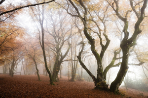 Brume sur Bibracte 05
