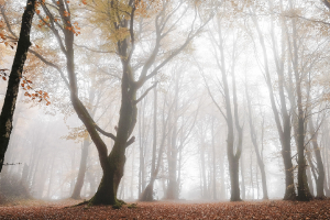 Brume sur Bibracte 06