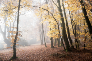 Brume sur Bibracte 07