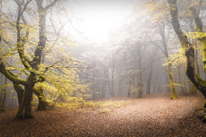 Brume sur Bibracte 08