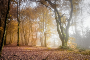 Brume sur Bibracte 09