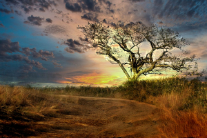 Arbre au couchant