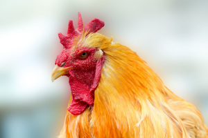 Coq soie