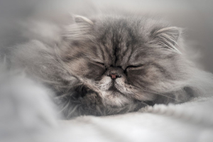 Rooon.. Zzzz