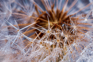 Rosée du matin