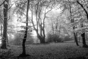 Automne en forêt