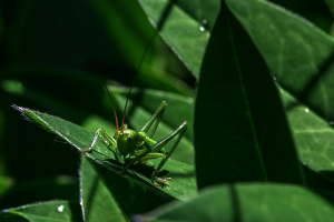 Camouflage