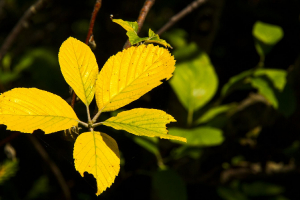 Explosion jaune