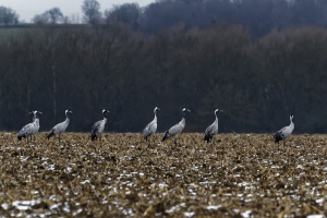 grues cendrées