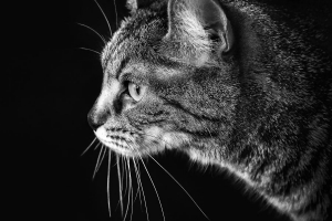En mode portrait