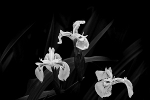 Iris d'eau