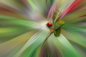 Ladybug
