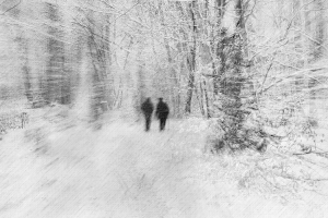 Sous-bois