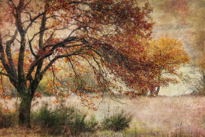 Silence des bois