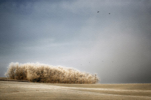 Solitude