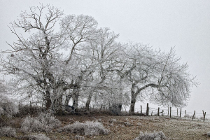 arbres givrés