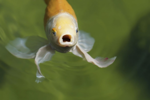 le poisson qui a faim