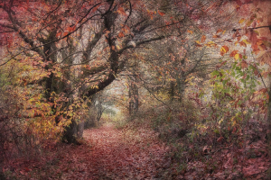 Silence des bois