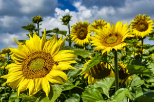 simplement des tournesols