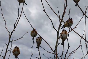 Chardonnerets transi de froid