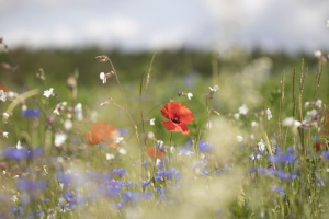 Coquelicot