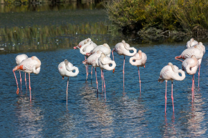 Flamants au repos