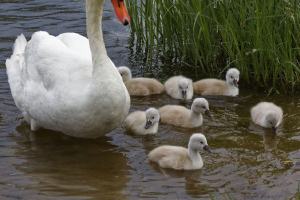 jeunes cygnes