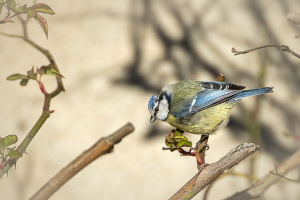 La bleue