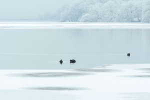 Lac blanc