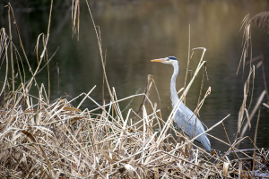 Le héron gris