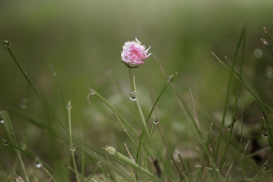 Rosée du matin