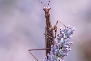 Mante à lavande