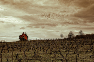 Maison dans les vignes