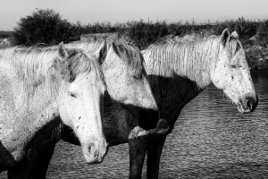 Trio camarguais