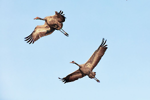 2 grues - Fouel J