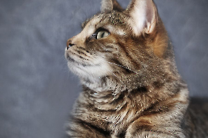 Portrait félin LAMBOEUF Bernard