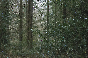 BOURDEAU Roger - Jour de neige