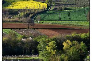 GUILLET Gilles - Parcelles