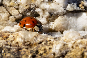 MOSNIER Michel - Coccinelle